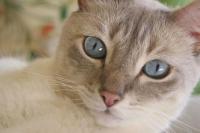 Cat looking