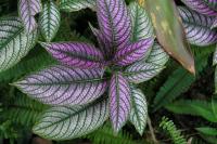 Plants