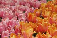 Colorful Tulips