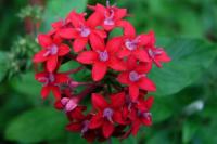 Red flowers