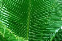 Palms