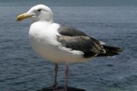 Seagull