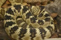 Rattlesnake