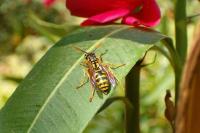 A Wasp on a leaf