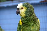 Green Parrot