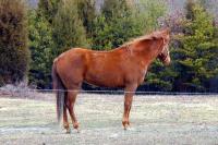 Brown Horse