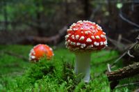 Mushroom