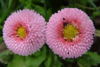 Pink Flowers