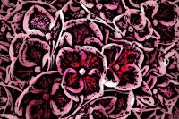 Flowers - Abstract