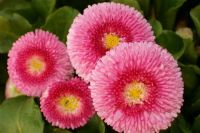Pink Daisies