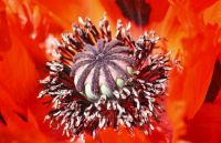Red Flower