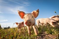 A Small pig