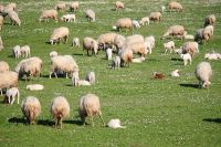 Sheep