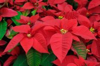 Red Poinsettia flowers