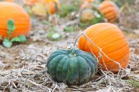 Pumpkin field