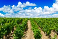Vineyard