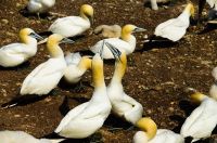 Gannets