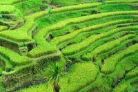Rice terrace field, Indonesia