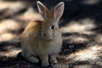 A Bunny
