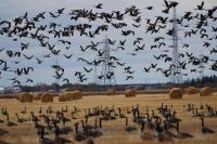 Flying Goose
