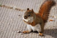 Squirrel