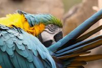 A Parrot