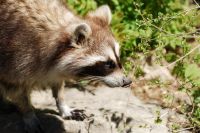 A Raccoon