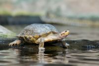 Tortoise