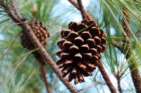 Pine Tree