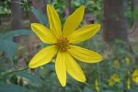 Yellow Flower