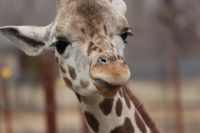 A Giraffe