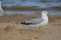 Seagull