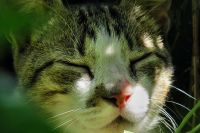 Sleeping Cat