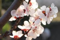 Spring Blossom