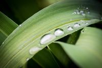 Raindrop