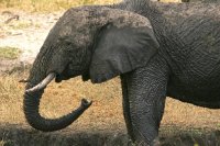 Elephant Standing Still
