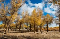 Populus Trees