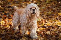 American Cocker Spaniel in Autumn Forest