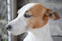 A Dog Up Close