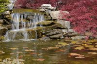 Garden Pond