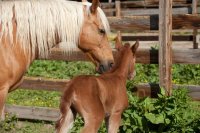 Horse with Young Foal