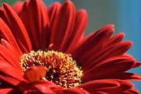 Gerbera Flower