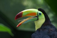 Profile of a Toucan