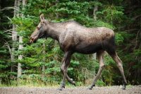 Wild Moose