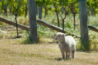 Babydoll Sheep