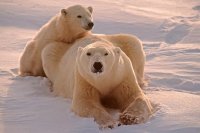 Two Polar Bears