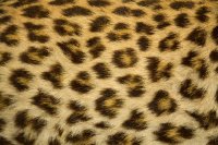 Leopard Fur Texture
