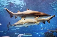 Sharks in the Ocean
