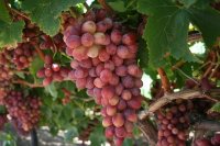 Cabernet Graphs