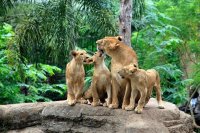 Family of Lions